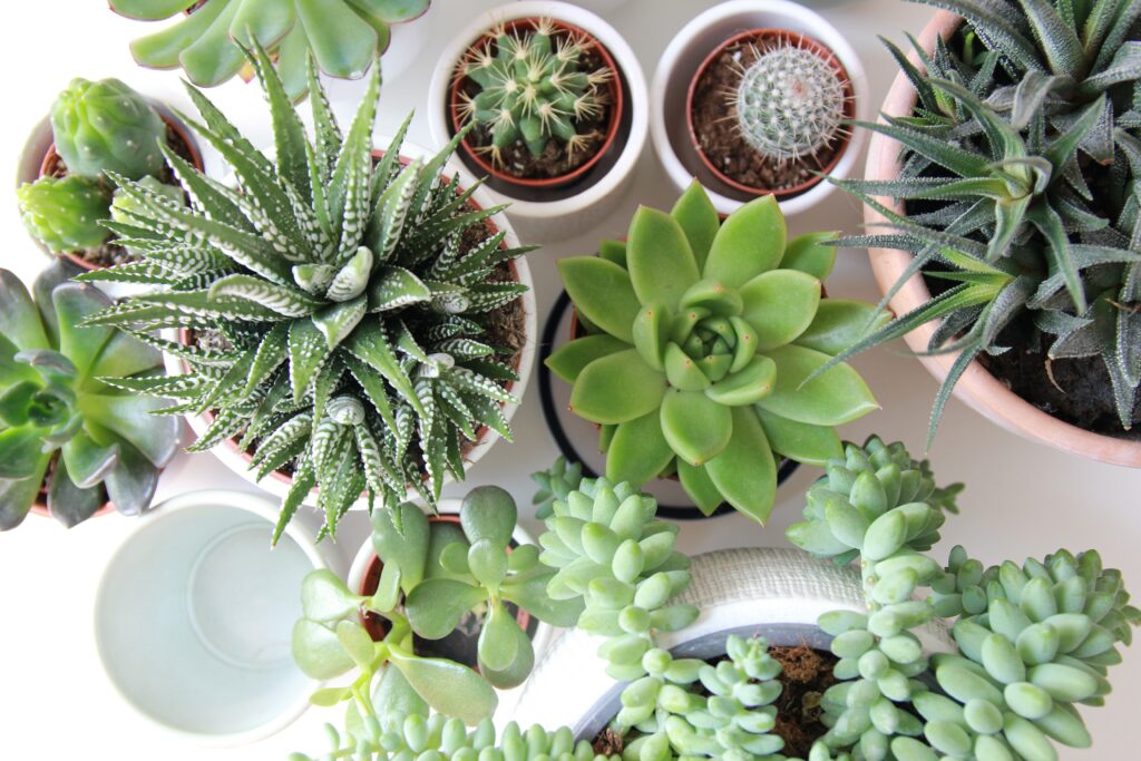 Succulent plants